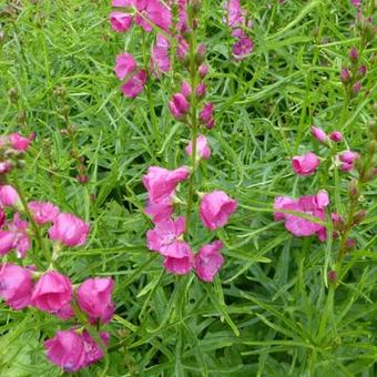 Sidalcea oregana 'Brilliant'