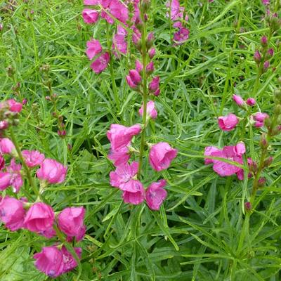 Griekse malva - Sidalcea oregana 'Brilliant'