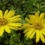 Silphium laciniatum - Zonnekroon, Kompasplant