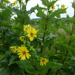 Silphium perfoliatum - Zonnekroon - Silphium perfoliatum