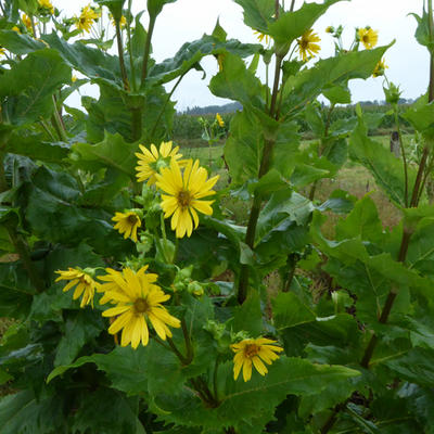 Silphium perfoliatum - Zonnekroon