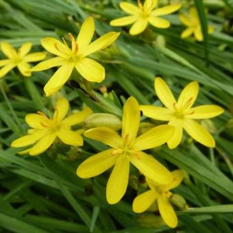 Sisyrinchium californicum