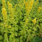 Solidago flexicaulis 'Variegata' - Guldenroede