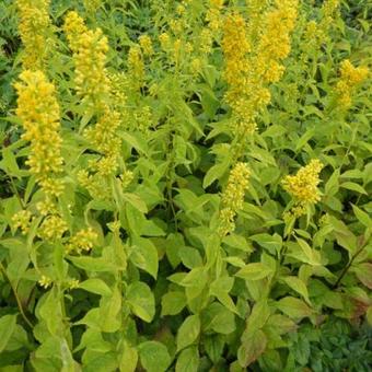 Solidago flexicaulis 'Variegata'