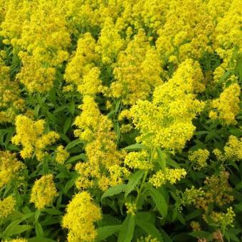 Solidago 'Ducky'