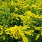 Solidago 'Golden Dwarf' - Guldenroede