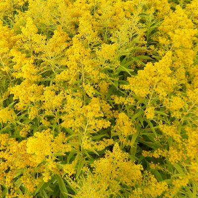 Solidago 'Golden Mosa' - Guldenroede