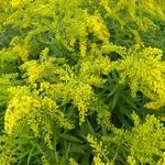 Solidago 'Ledsham' - Guldenroede