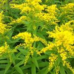 Solidago 'Strahlenkrone' - Guldenroede