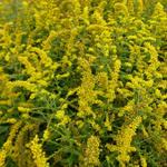 Solidago rugosa 'Fireworks' - Guldenroede