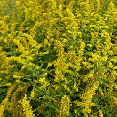 Solidago rugosa 'Fireworks' - Guldenroede