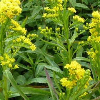 Solidago sempervirens 'Goldene Wellen'