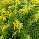 Solidago shortii - Guldenroede