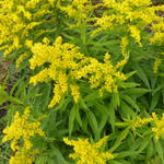 Solidago virgaurea - Guldenroede, echte guldenroede