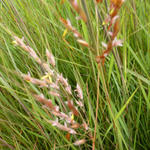 Goudbaardgras - Sorghastrum nutans