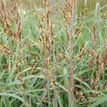 Sorghastrum nutans 'Sioux Blue' - Goudbaardgras - Sorghastrum nutans 'Sioux Blue'