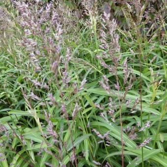 Spodiopogon sibiricus 'West Lake'