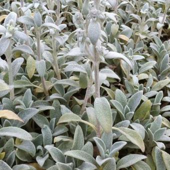 Stachys byzantina 'Cotton Boll'