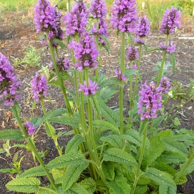 Stachys monieri 'Hummelo' - Andoorn