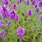 Stachys officinalis - Andoorn - Stachys officinalis