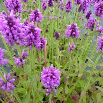 Stachys officinalis