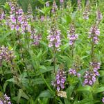 Stachys palustris - Moerasandoorn