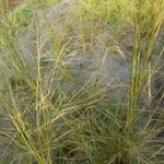 Stipa capillata - Vedergras - Stipa capillata