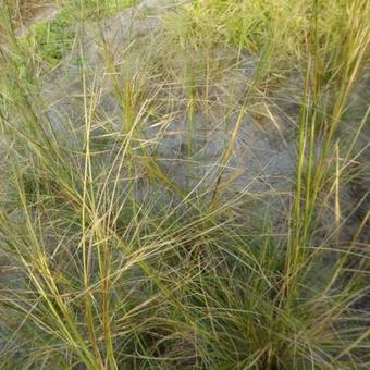 Stipa capillata