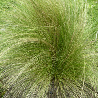 Stipa tenuissima