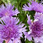 Stokesia laevis - Korenbloemaster - Stokesia laevis