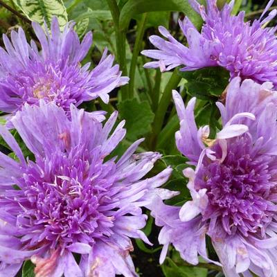 Stokesia laevis - Korenbloemaster