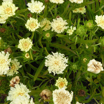 Stokesia laevis 'Mary Gregory'