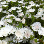 Stokesia laevis 'Träumerei' - Korenbloemaster