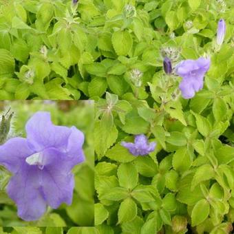 Strobilanthes attenuata 'Blue Carpet'