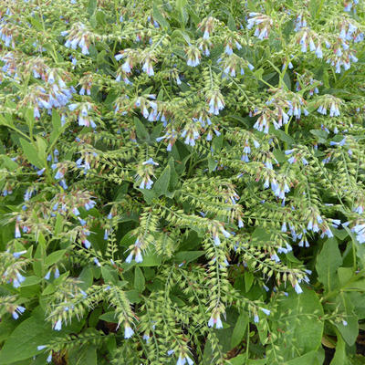 Symphytum azureum - Smeerwortel