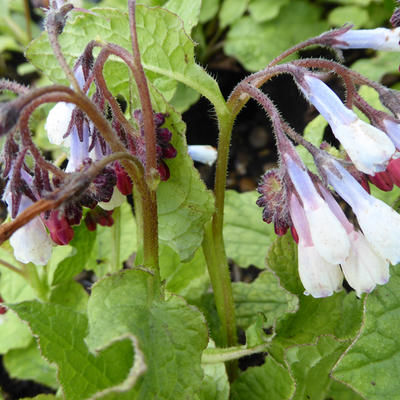 Smeerwortel - Symphytum grandiflorum 'Hidcote Blue'