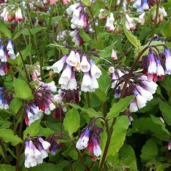 Symphytum grandiflorum 'Sky Blue Pink'