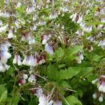 Symphytum grandiflorum 'Wisley Blue' - Smeerwortel - Symphytum grandiflorum 'Wisley Blue'