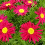 Tanacetum coccineum 'Robinson's Red' - Wormkruid - Tanacetum coccineum 'Robinson's Red'