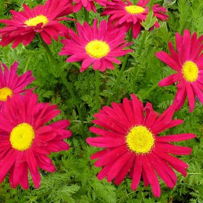 Tanacetum coccineum 'Robinson's Red' - Wormkruid