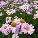 Tanacetum coccineum 'Robinson's Rose' - Wormkruid - Tanacetum coccineum 'Robinson's Rose'