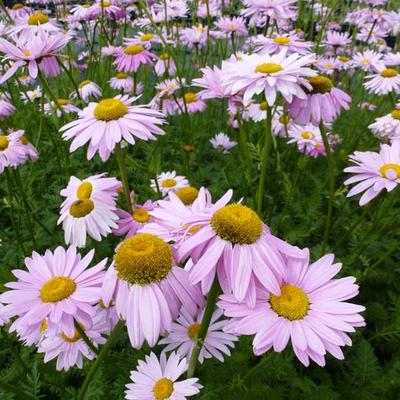 Wormkruid - Tanacetum coccineum 'Robinson's Rose'