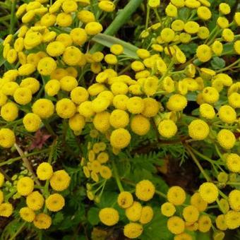 Tanacetum vulgare