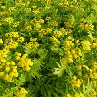 Tanacetum vulgare 'Isla Gold'