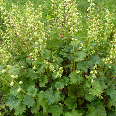 Tellima grandiflora 'Forest Frost' - Mijterloof