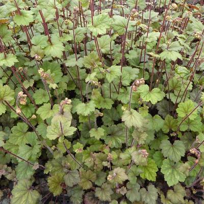 Mijterloof - Tellima grandiflora 'Moorblut'