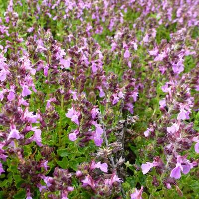 Teucrium chamaedrys 'Nanum' - Gamander, Valse salie