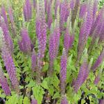 Teucrium hyrcanicum 'Paradise Delight' - Gamander, Valse salie