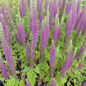 Teucrium hyrcanicum 'Paradise Delight'