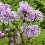 Thalictrum actaeifolium 'Perfume Star' - Ruit